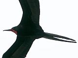 Galapagos 4-2-07 Floreana Post Office Bay Male Frigatebird A male frigatebird soared above the Eden. After dinner we traveled for four hours to our next stop, Puerto Ayora.